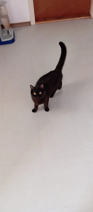 BKH Kitten Bild 6