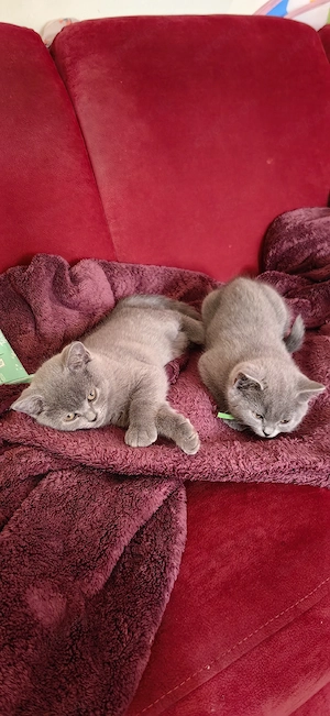 BKH Kitten Bild 8