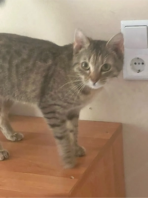 dringend Liebevolle Katze sucht neues Zuhause   