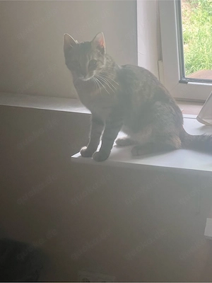    SEHR DRINGEND   Junge Katze sucht sofort ein liebevolles Zuhause   