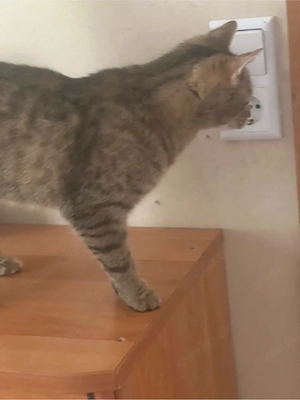 Liebevolle Katze sucht neues Zuhause   