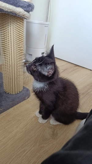 5Monate alte Kater 