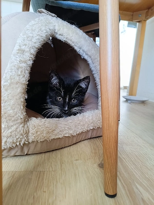 5Monate alte Kater 