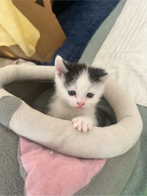 Wunderschöne Britisch-Kurzhaar-Mix Kitten zu verkaufen