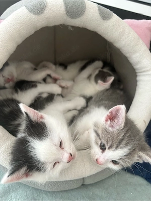 Wunderschöne Britisch-Kurzhaar-Mix Kitten zu verkaufen
