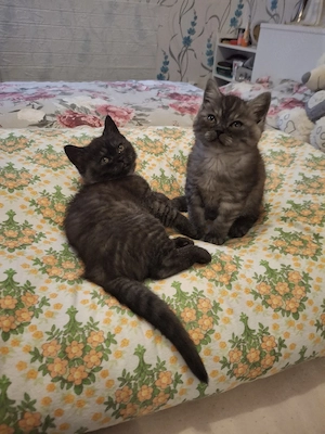 bkh reinrassige kitten Jungen
