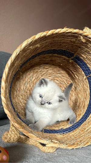Wunderschöne BKH Blue Point Kitten