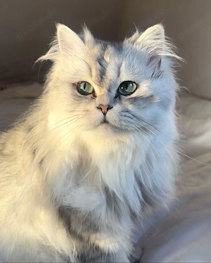    Liebevolles Zuhause für unsere Katze gesucht  Schweren Herzens suchen wir für unsere Katze ein ne