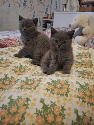 bkh reinrassige kitten Mädchen