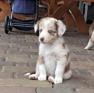 Australian Shepherd  Border Collie Mix Welpen Rüden