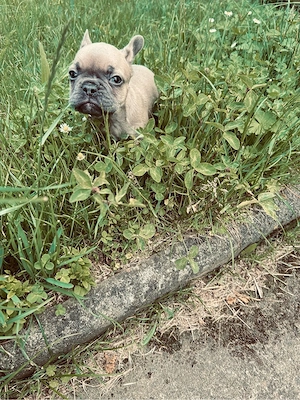 französche Bulldoggenwelpen 