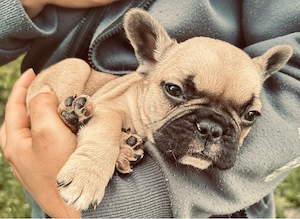 französche Bulldoggenwelpen 