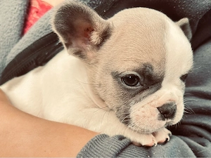 französche Bulldoggenwelpen 