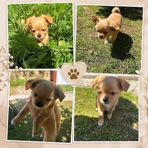 Süßer Chihuahua Welpe ( Rüde ) 