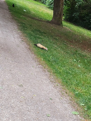 Frettchen gesehen in München, wer vermisst eines oder hat es auch gesehen?