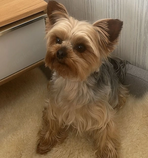 Yorkshire Terrier Welpe