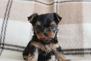 Yorkshire Terrier Welpe