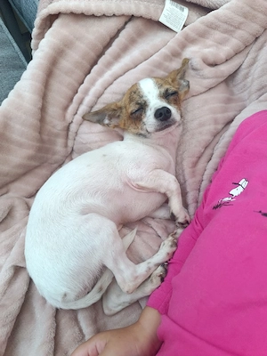 Chihuahua Hündin