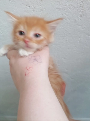 main coon birma mix suchen ein neues zu hause 