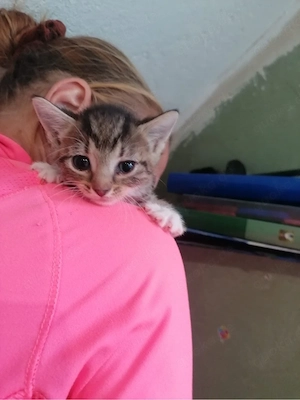 norwegische kurzhaar kitten suchen ein neies liebevolles zu hause 