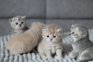 BKH Kitten Katze Baby Kätzchen Blue Tortie Tabby Lilac Creme 