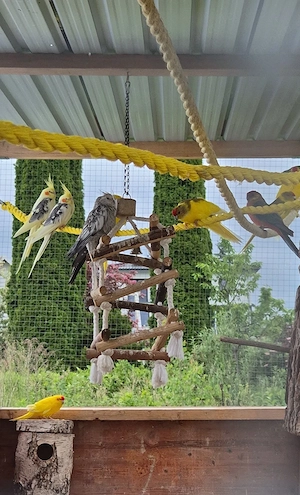 Auffangstation für Ziervögel