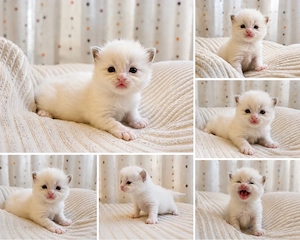 Nur noch 1 sweetes + freches  Ragdoll ähnl. Heilige Birma Kitten! Katzenbabys    Babykatze