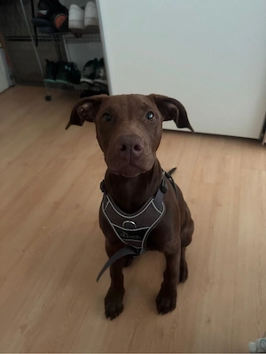 Coco Labrador Mix 