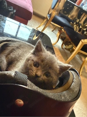 baby katzen zum verkaufen