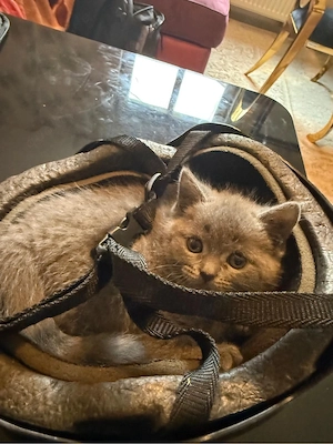baby katze zum verkaufen