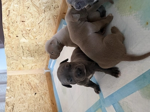 American XL Bully Welpen 