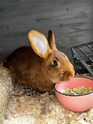 hase cookie sucht neues zuhause 