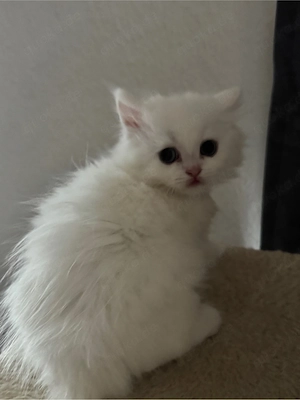 weißes Türkisch Angora-Mix Kitten