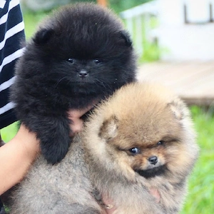 Wunderschöne reinrassige Pomeranian Zwergspitz Welpen