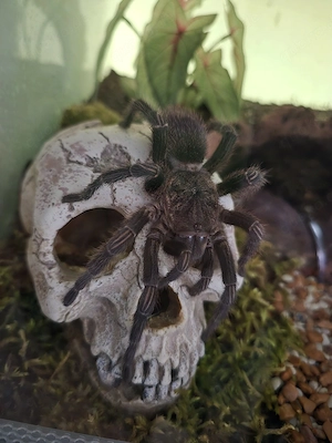 Vogelspinne pruriens 