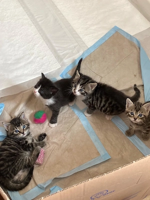Niedliche Kitten   4 Wochen Alt   als Paar abzugeben