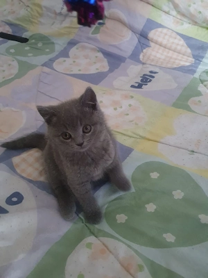 bkh reinrassige kitte Junge