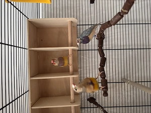 Gouldian finch