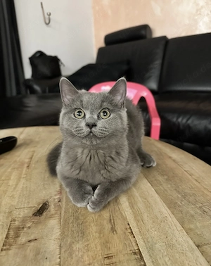 BKH Kater Jung, 5,5 Monate alt inklusive Zubehör