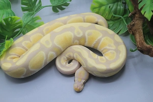 Schöne Königspythons, Baumpythons uvm 