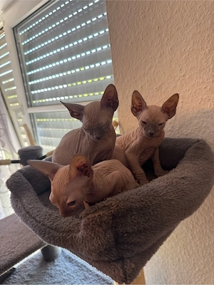 Don Sphynx