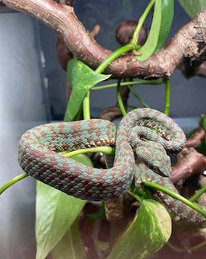 Trimeresurus venustus
