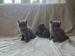 Reinrassige BKH Kitten 