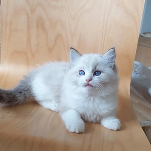 Ragdoll Kätzchen