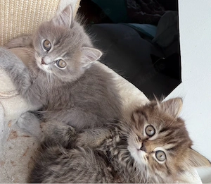 Britisch Kurzhaar Langhaar Kitten