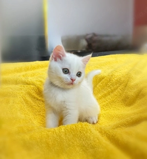 BKH Kitten 3 Monate alt