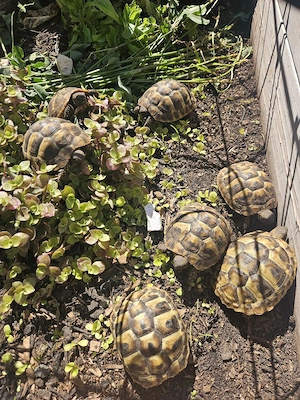 Griechiche Landschildkröte 