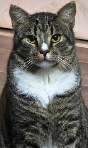 m und w katzen beide 2025 geboren 