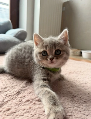 BKH Kitten Weibchen