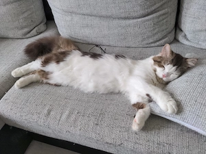 Meine Katze braucht Hilfe. Bild 2